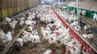 Bird flu in ayodhya uttar pradesh